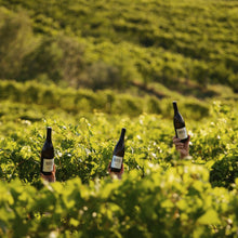 Load image into Gallery viewer, 2021 Sauvignon